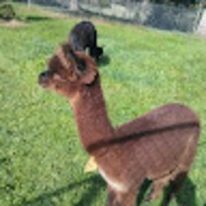 Meet your Posher, Guiying